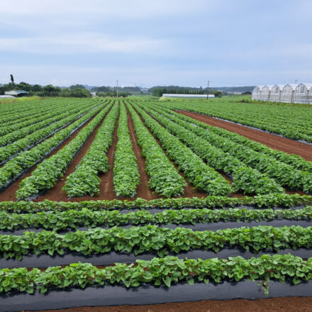 令和8年産紅琥珀スイート®の生育