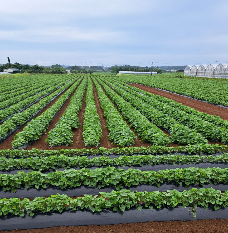 令和8年産紅琥珀スイート®の生育